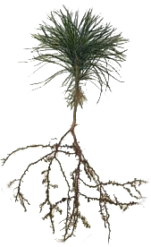 white pine seedling