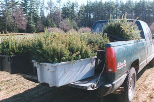 truck transporting plants to storage barn