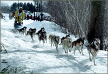 sled dog racing