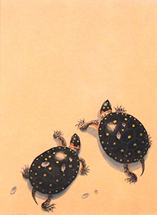 spotted turtles
