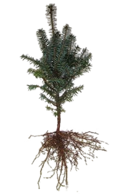 balsam fir seedling