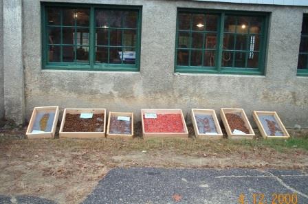 hardwood seeds drying in boxes