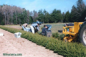 lifting nursery plants from beds