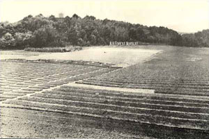 early photo of seedling beds