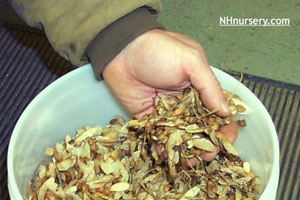 sugar maple seeds in a bucket awaiti cleaning
