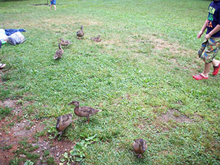 Ducks invading our picnic area