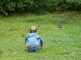 Little boy watching a duck